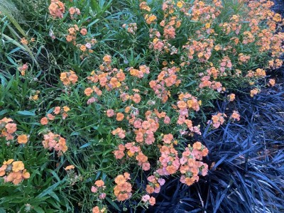 Erysimum 'Apricot Twist' - medium image 2
