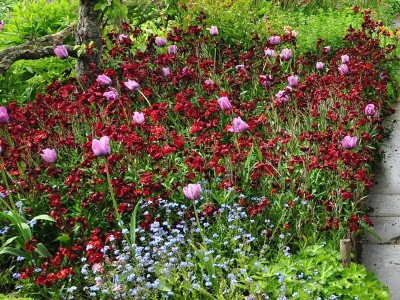 Erysimum 'Blood Red' - medium image 2