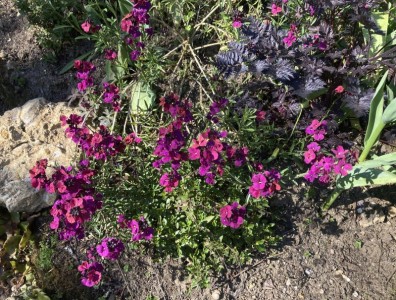 Erysimum 'Parrish's' - medium image 2