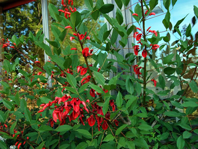 Erythrina crista-galli - medium image 2