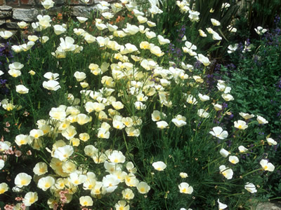 Eschscholzia californica 'Alba' - medium image 2