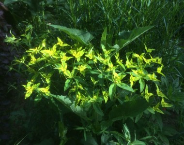 Euphorbia ceratocarpa - medium image 2