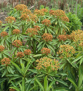Euphorbia mellifera - medium image 2