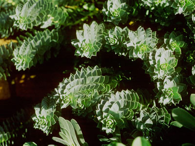 Euphorbia myrsinites - medium image 2