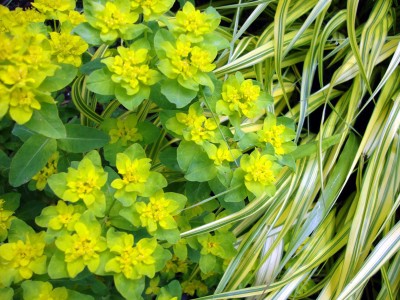 Euphorbia polychroma AGM - medium image 2
