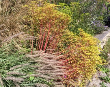 Euphorbia stricta - medium image 2