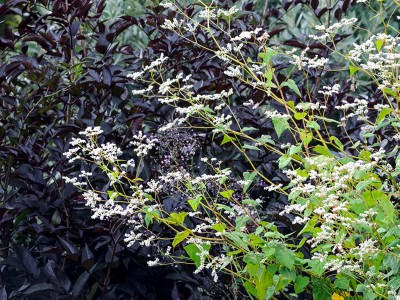 Fagopyrum dibotrys - medium image 2
