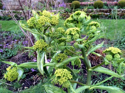 Ferula communis - medium image 2