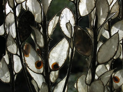 Fibigia clypeata - medium image 2