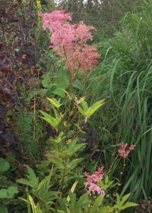 Filipendula rubra 'Venusta' AGM - medium image 2