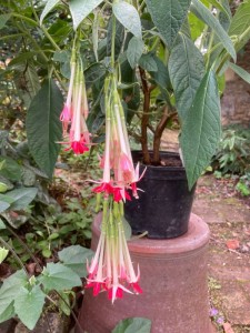 Fuchsia boliviana 'Alba' AGM - medium image 2