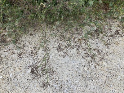 Galium glaucum - medium image 2