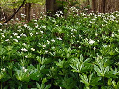Galium odoratum - medium image 2