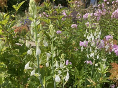 Galtonia candicans AGM - medium image 2
