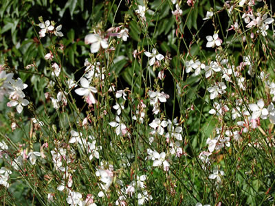 Gaura lindheimeri - medium image 2
