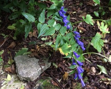 Gentiana asclepiadea - medium image 2