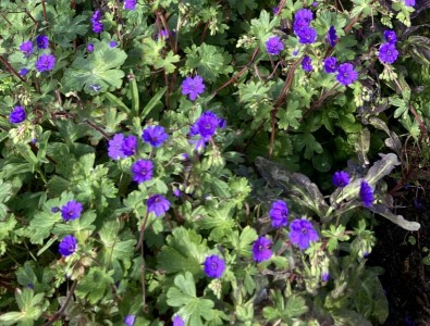 Geranium 'Bill Wallis' - medium image 2