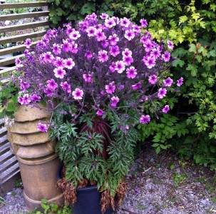 Geranium maderense - medium image 2