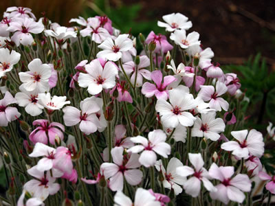 Geranium maderense 'Alba' - medium image 2