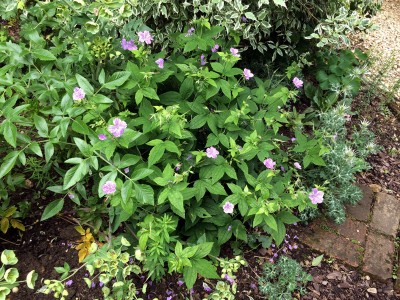 Geranium nodosum - medium image 2