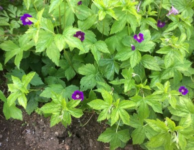 Geranium nodosum 'Fielding's Folly' - medium image 2