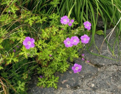 Geranium orientalitibeticum - medium image 2
