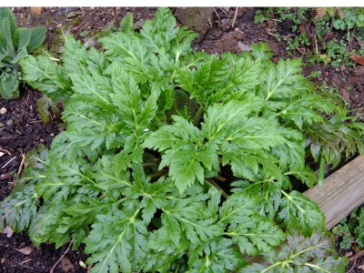 Geranium palmatum - medium image 2
