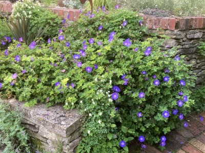 Geranium 'Rozanne' - medium image 2