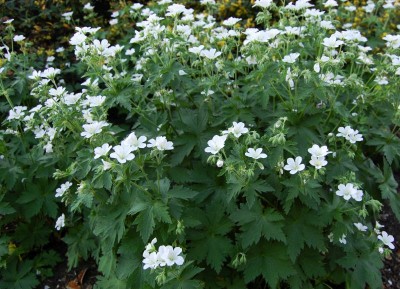 Geranium sylvaticum 'Album' AGM - medium image 2