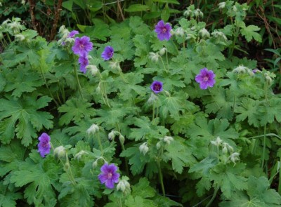 Geranium x magnificum - medium image 2