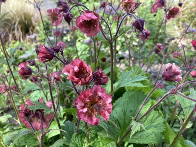 Geum 'Bell Bank' - medium image 2