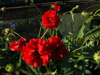 Geum 'Blazing Sunset' - medium image 2