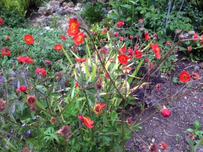 Geum magellanicum - medium image 2