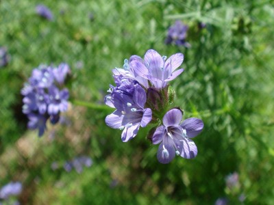 Gilia achilleifolia - medium image 2