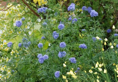 Gilia capitata - medium image 2