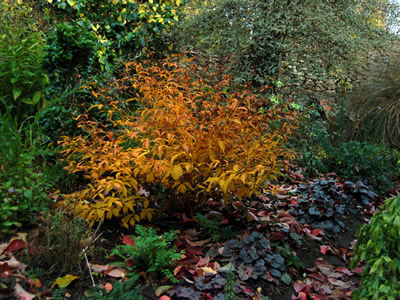 Gillenia trifoliata AGM - medium image 2