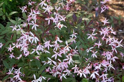 Gillenia trifoliata 'Pink Profusion' - medium image 2