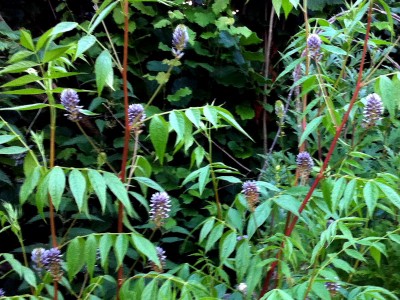 Glycyrrhiza yunnanensis - medium image 2