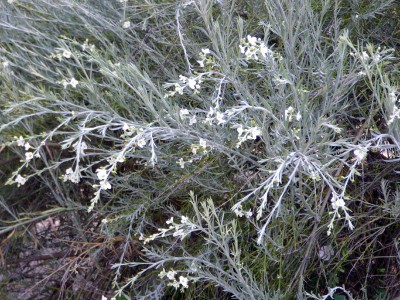 Gomphostigma virgatum - medium image 2