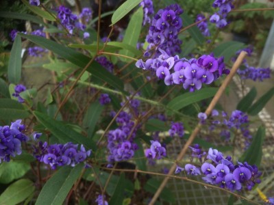 Hardenbergia violacea AGM - medium image 2