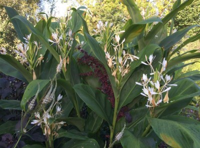 Hedychium forrestii - medium image 2