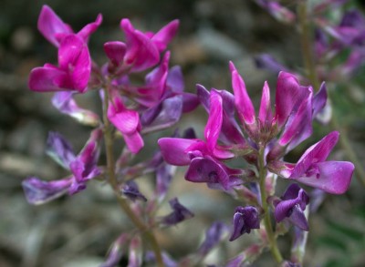 Hedysarum boreale - medium image 2