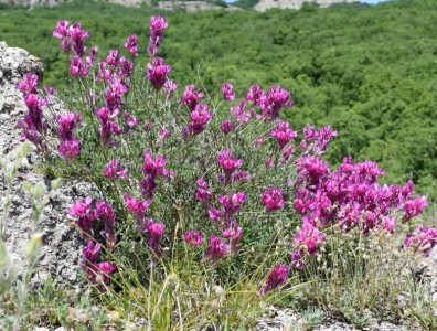 Hedysarum tauricum - medium image 2