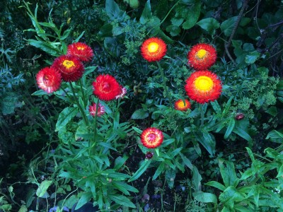 Helichrysum bracteatum 'King Size Fireball' - medium image 2
