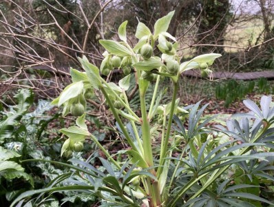 Helleborus foetidus - medium image 2