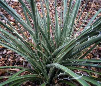 Hesperaloe parviflora - medium image 2