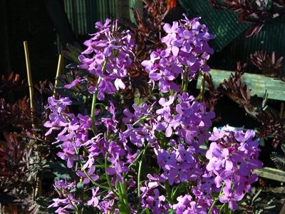 Hesperis matronalis - medium image 2