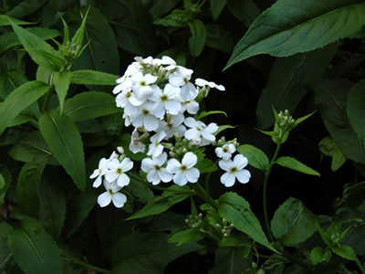 Hesperis matronalis alba - medium image 2