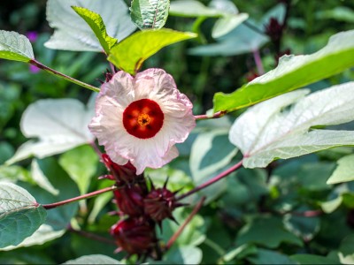 Hibiscus sabdariffa - medium image 2