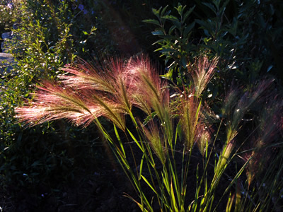Hordeum jubatum - medium image 2